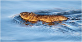 KP26967-Muskrat.jpg