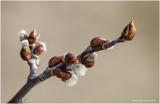 K422599-First sign of Spring.jpg