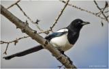 K422649-Black-billed Magpie.jpg
