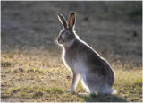 KP29156-Hare.jpg