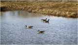 DSC4810-Canada Geese.jpg