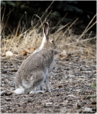 KP30265-Hare.jpg