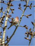 KP29691-House Finch-male.jpg