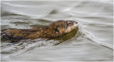 K330522-Muskrat.jpg
