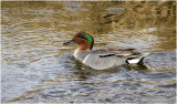 K330575-Green-winged Teal-male.jpg