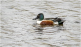 K330604-Northern Shoveler-male.jpg