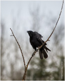 K330651-American Crow.jpg