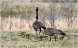 K330707-Canada Geese.jpg