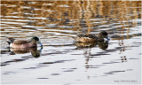 K331990-Pair of American Wigeon.jpg