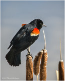 K332026-Red-Winged Blackbird-male.jpg
