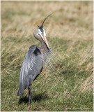 K332639-Great Blue Heron.jpg