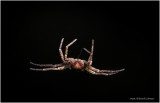 KP30861-Tiny Spider.jpg