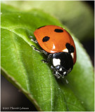 KS30678-Lady Bug.jpg