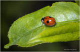 KS30841-Lady Bug.jpg