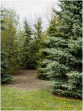 DSC5300-Airdrie.jpg