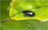 KS30983-tiny Beetle-about 3mm body lenght.jpg