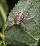 KS31619-Barn Spider.jpg