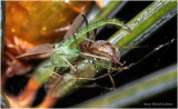 KS31756-Tiny Spider with prey.jpg