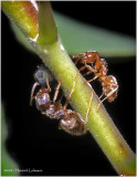 K7000188-Tiny Ants.jpg
