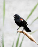 K334566-Red-winged Blackbird-male.jpg