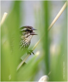 K334666-Red-winged Blackbird-female.jpg