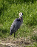 K3304850-Great Blue Heron.jpg