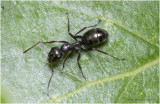 K7000286-Ant.jpg