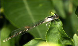 K7000402-Damsel Fly.jpg