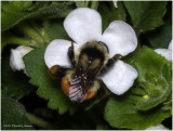 K7000705-Bumble Bee.jpg