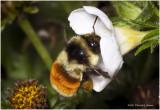 K7000707-Bumble Bee.jpg