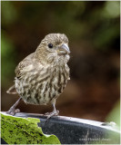 K4223552-House Finch-juvenile female.jpg