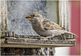 K4223578-House Sparrow-inmature female.jpg