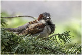 K4223600-House Sparrow-male.jpg