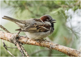 K4223606-House Sparrow-male.jpg