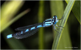 K7000773-Damsel Fly.jpg