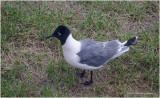 K3304919-unidentified Gull.jpg