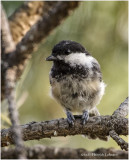 K4223945-Black-Capped Chickade.pg.jpg