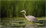 K3305205-Great Blue Heron.jpg