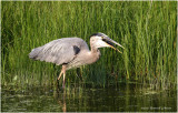 K3305224-Great Blue Heron.jpg
