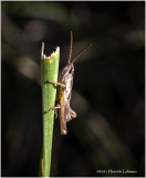 K7001006-Grasshopper nymph.jpg