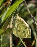 K7001235-Cabbage Butterfly.jpg