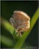 K7001456-Leaf Hopper Nymph.jpg