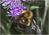 K7001577-Bumble Bee.jpg