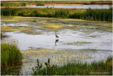 K7001685-Airdrie.jpg