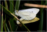 K7001824-European Cabbage Butterflies mating.jpg