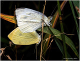 K7001845-European Cabbage Butterflies mating.jpg