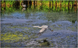 K4225142- Great Blur Herons.jpg
