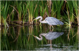 K3305776-Great Blue Heron.jpg
