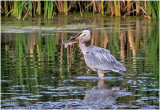 K4225307-Great Blue Heron.jpg
