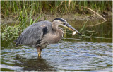 K4225395-Great Blue Heron.jpg